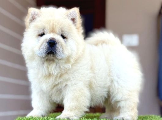 Kartopu Panda Gi̇bi̇ Chow Chow Yavrular görsel