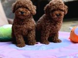 Sağlıklı Aşılı Ve Sosyal Toy Poodle Yavrular  Yeni Yuvalar