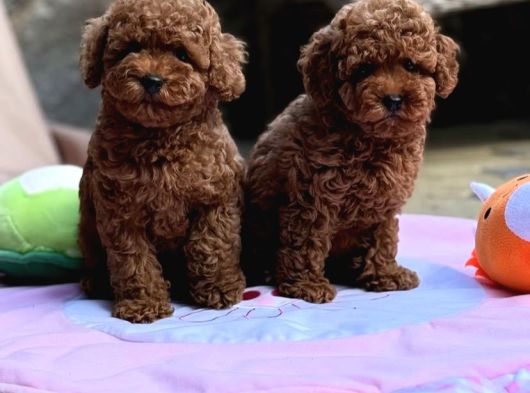 Sağlıklı Aşılı Ve Sosyal Toy Poodle Yavrular  Yeni Yuvalar görsel