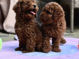 Sağlıklı Aşılı Ve Sosyal Toy Poodle Yavrular  Yeni Yuvalar