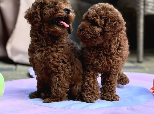 Sağlıklı Aşılı Ve Sosyal Toy Poodle Yavrular  Yeni Yuvalar görsel