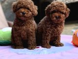 Sağlıklı aşılı ve sosyal Toy Poodle yavrular  Yeni yuvalar