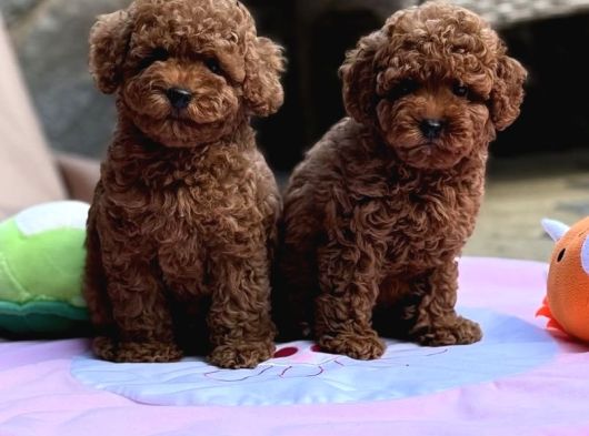 Sağlıklı Aşılı Ve Sosyal Toy Poodle Yavrular  Yeni Yuvalar