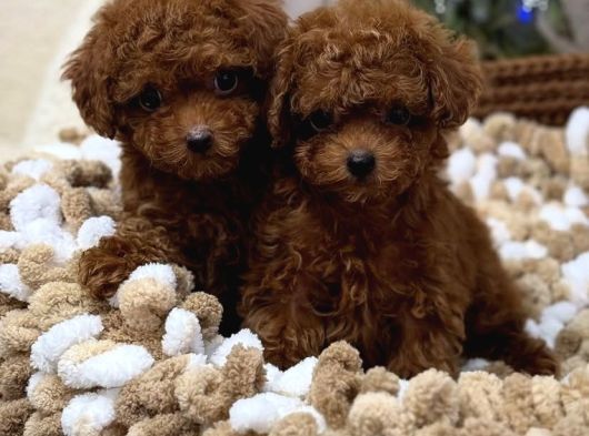 Kore Küçük Boyut Poodle Yavrular görsel