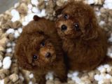 Kore Küçük Boyut Poodle Yavrular
