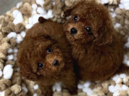 Kore Küçük Boyut Poodle Yavrular görsel