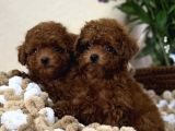 Kore küçük boyut poodle yavrular