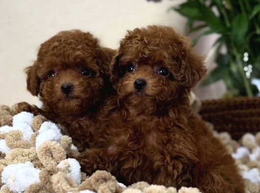 Kore Küçük Boyut Poodle Yavrular