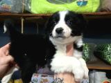 Burkemden Safkan Border Collie Yavrularımız
