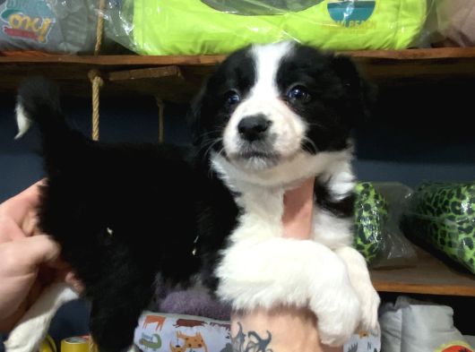 Burkemden Safkan Border Collie Yavrularımız görsel
