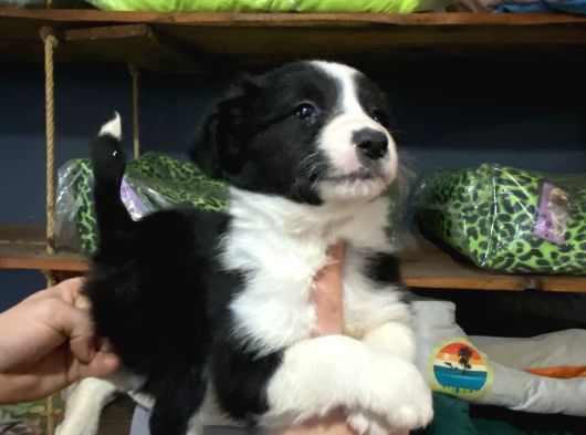 Burkemden Safkan Border Collie Yavrularımız görsel