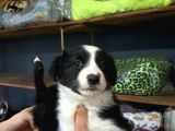 Burkemden Safkan Border Collie Yavrularımız