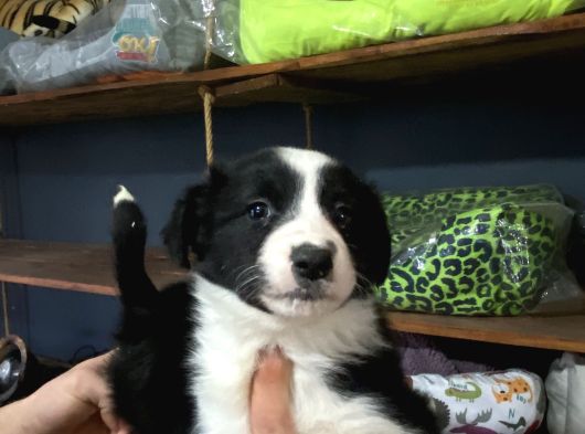 Burkemden Safkan Border Collie Yavrularımız görsel