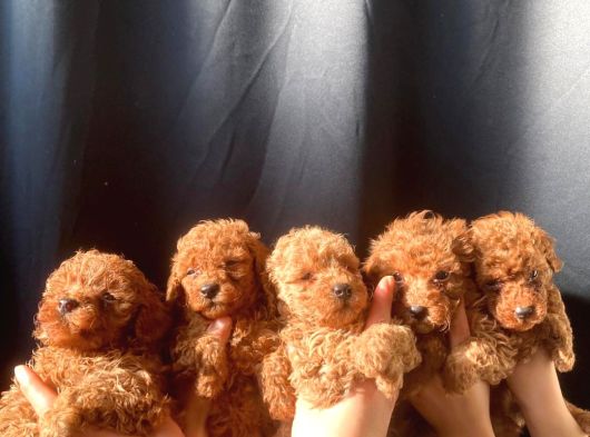 Poodle Adana