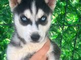 Sibirya Husky Yavrulari Mama Ve Malzeme Kampanya