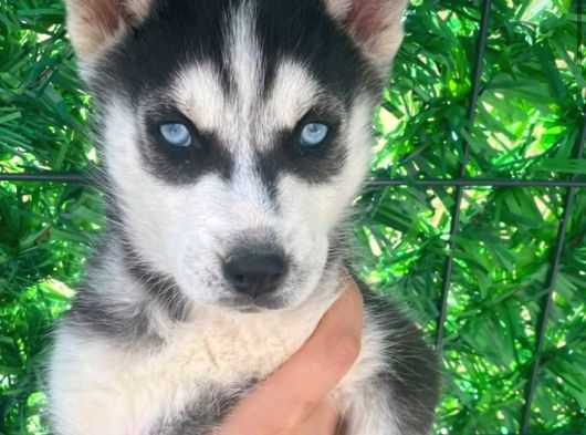 Sibirya Husky Yavrulari Mama Ve Malzeme Kampanya görsel