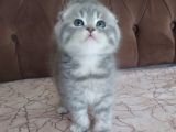 Sifir Kulak Scoti̇sh Fold Kizimiz Yeni̇ Ai̇lesi̇ni̇ Ariyor