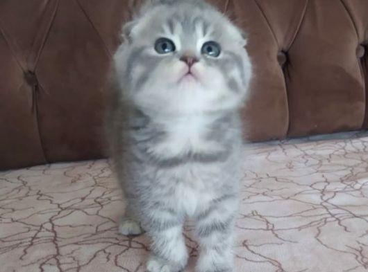Sifir Kulak Scoti̇sh Fold Kizimiz Yeni̇ Ai̇lesi̇ni̇ Ariyor görsel
