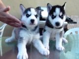 Sibirya Husky Yavrulari Mama Ve Malzeme Kampanya