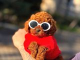 Tea Cup 0 Numara Toy Poodle Red Brownie Irk Sağlık Garantili