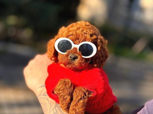 Tea Cup 0 Numara Toy Poodle Red Brownie Irk Sağlık Garantili görsel