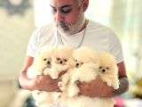 MİNİ BOY ÜST KALİTE POMERANIAN BOO BEBEKLER