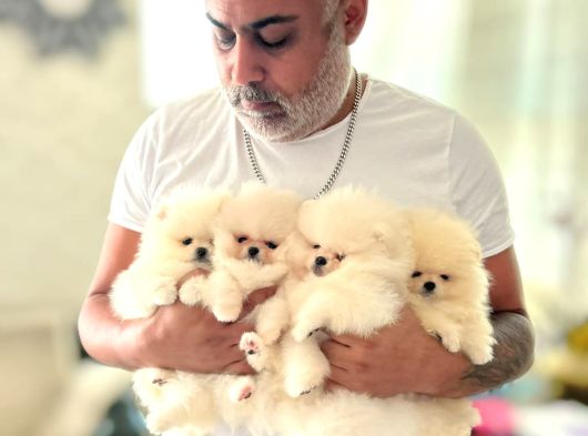 Mi̇ni̇ Boy Üst Kali̇te Pomeranian Boo Bebekler