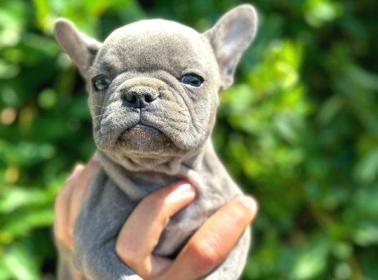 Fransiz Bulldog Yavrulari Mama Ve Malzeme Kampanyali görsel