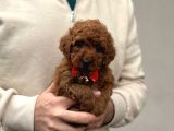 Toy Poodle Yavrular