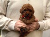 Toy Poodle Yavrular
