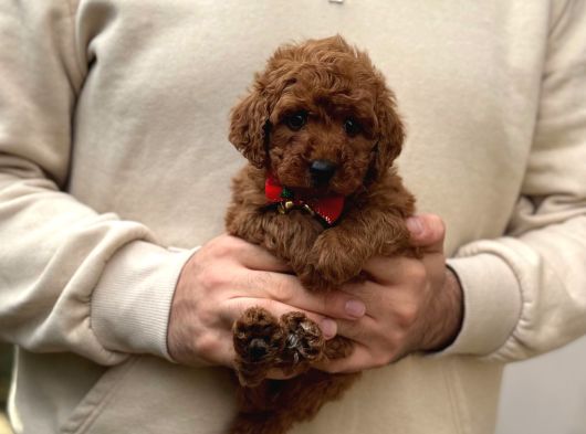 Toy Poodle Yavrular görsel