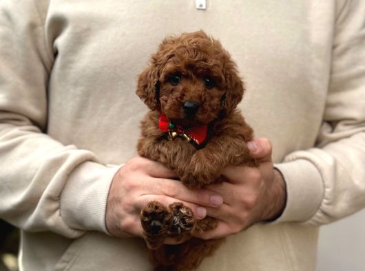 Toy Poodle Yavrular görsel