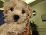 Özel Şartlarla Malltese Terrier Erkek Yavrular