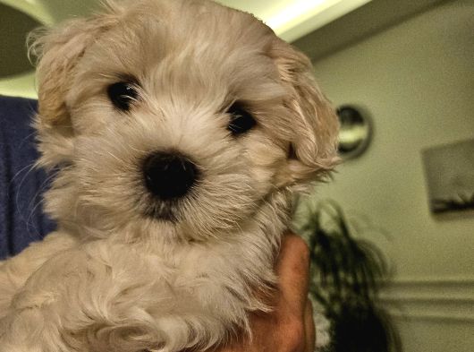 Özel Şartlarla Malltese Terrier Erkek Yavrular görsel