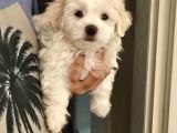 Özel Şartlarla Malltese Terrier Erkek Yavrular