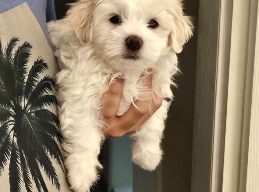 Özel Şartlarla Malltese Terrier Erkek Yavrular