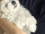 Özel Şartlarla Malltese Terrier Erkek Yavrular