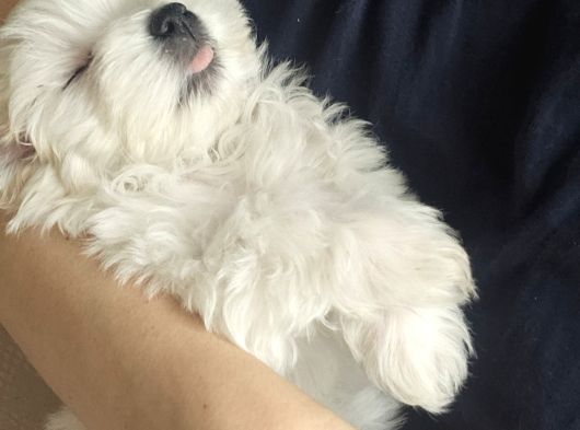 Özel Şartlarla Malltese Terrier Erkek Yavrular görsel