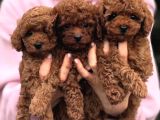 Ev Üretimi Orjinal Toy Poodle Yavrularımız