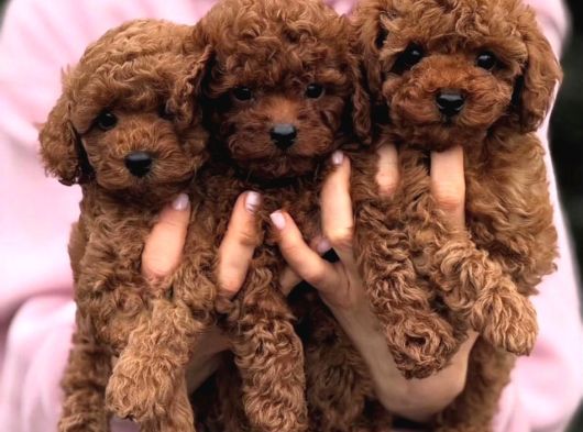 Ev Üretimi Orjinal Toy Poodle Yavrularımız görsel
