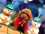 Tea Cup 0 Numara Toy Poodle Red Brownie Irk Sağlık Garantili
