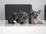 Fransiz Bulldog Yavrulari Mama Ve Malzeme Kampanyali