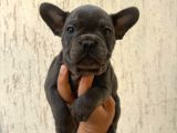 Fransiz Bulldog Yavrulari Mama Ve Malzeme Kampanyali