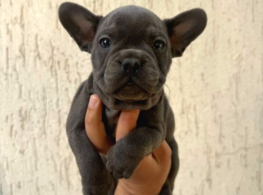Fransiz Bulldog Yavrulari Mama Ve Malzeme Kampanyali görsel