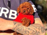 Tea Cup 0 Numara Toy Poodle Red Brownie Irk Sağlık Garantili