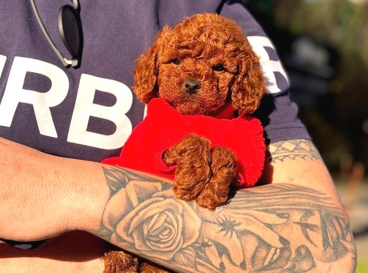 Tea Cup 0 Numara Toy Poodle Red Brownie Irk Sağlık Garantili görsel