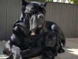 Canlı olarak görebilirsiniz mükemmel cane corso