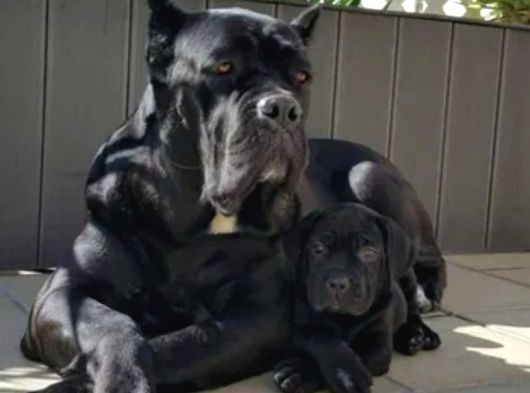 Canlı Olarak Görebilirsiniz Mükemmel Cane Corso