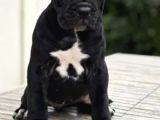 Canlı Olarak Görebilirsiniz Mükemmel Cane Corso