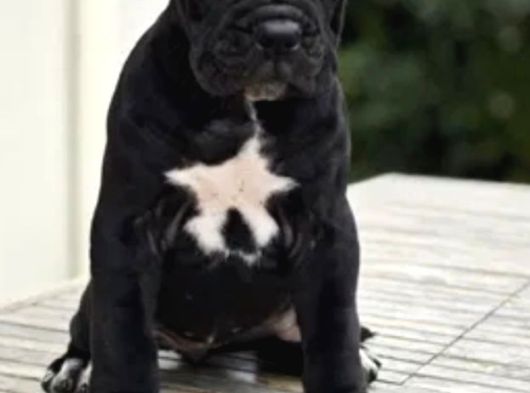 Canlı Olarak Görebilirsiniz Mükemmel Cane Corso görsel
